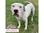 Adopt LOLA a American Staffordshire Terrier