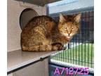Adopt TANGY a Domestic Short Hair