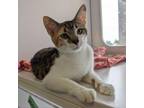 Adopt Fortune a Domestic Short Hair