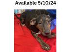 Adopt Dog Kennel #35 a Plott Hound, Mixed Breed