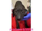 Adopt Dog Kennel #35 a Plott Hound, Mixed Breed