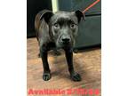 Adopt Dog Kennel #27 Rowan a Staffordshire Bull Terrier, Chow Chow