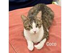 Adopt Mama Coco a Domestic Short Hair