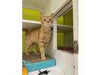 Adopt Piarry a Tabby, Domestic Short Hair