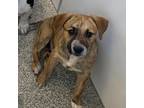 Adopt Delete a Hound, Pit Bull Terrier