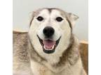 Adopt Splenda a Mixed Breed, Husky