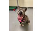 Adopt ANNIE a Pit Bull Terrier