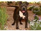 Adopt OLIVIA a Pit Bull Terrier