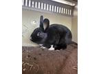 Adopt MITTENS a Bunny Rabbit