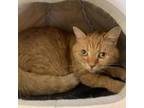 Adopt Rosie a Domestic Short Hair