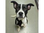 Adopt 19632 a Pit Bull Terrier