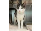 Adopt Whitney a Domestic Short Hair