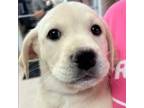 Adopt Happy - Adoption Pending a Labrador Retriever, Golden Retriever