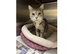 Adopt 2405-0091 Pixie (Available 5/13) a Domestic Short Hair