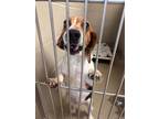 Adopt 2405-0322 Dandelion (Available 5/12) a Beagle
