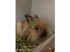 Adopt 2405-0904 Minna a Bunny Rabbit