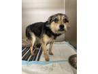 Adopt 2405-0891 Splinter a Terrier