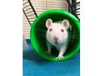 Adopt 2405-0915+0916 Mabel+Penelope a Rat