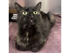 Adopt Coral a Domestic Short Hair