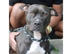 Adopt Beyonce a Pit Bull Terrier