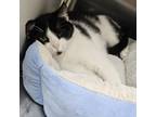 Adopt Picasso a Domestic Short Hair
