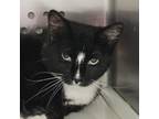 Adopt Monet a Domestic Short Hair