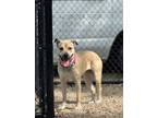 Adopt Kaylee a German Shepherd Dog, Mixed Breed