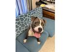 Adopt Alyvia a Pit Bull Terrier