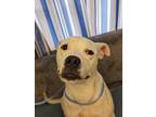 Adopt Whitney a Pit Bull Terrier, Mixed Breed