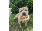 Adopt Sandy a American Bully, Mixed Breed