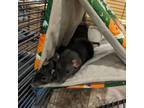 Adopt Ratsy Cline a Rat