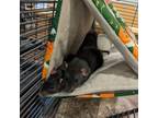 Adopt Oprat Winfrey a Rat