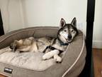 Adopt Piper a Husky, Mixed Breed