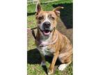 Adopt Lily a Mixed Breed