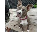 Adopt Squeaks a Pit Bull Terrier