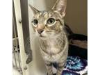 Adopt March a Domestic Short Hair