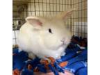 Adopt Gertrude McFuzz a Lionhead