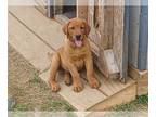 Labrador Retriever PUPPY FOR SALE ADN-786731 - AKC Fox Red Labrador Retriever