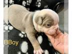 Olde English Bulldogge PUPPY FOR SALE ADN-786744 - Jax 3 Week Old Lilac Tri