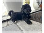 Goldendoodle PUPPY FOR SALE ADN-786757 - Sweetest Golden Aussiedoodles