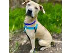Adopt Firefly a Catahoula Leopard Dog, Mixed Breed