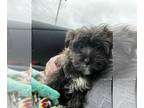 Poodle (Toy)-Yorkshire Terrier Mix PUPPY FOR SALE ADN-786808 - Yorkipoo Pup