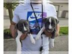 American Staffordshire Terrier PUPPY FOR SALE ADN-786814 - Blue and white AM
