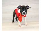 Boston Terrier PUPPY FOR SALE ADN-786841 - Miniature Boston Terrier Puppy For