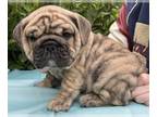 English Bulldog PUPPY FOR SALE ADN-786842 - Knightdalebullies