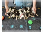 English Springer Spaniel PUPPY FOR SALE ADN-786850 - European and American AKC
