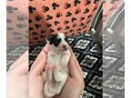 Yorkshire Terrier PUPPY FOR SALE ADN-786856 - Yorkie puppies