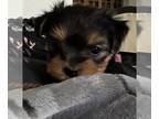 Yorkshire Terrier PUPPY FOR SALE ADN-786860 - Yorkies