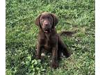 Labrador Retriever PUPPY FOR SALE ADN-786861 - Chocolate Lab Puppy Maggie