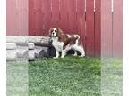 Cavalier King Charles Spaniel PUPPY FOR SALE ADN-786870 - AKC King Charles